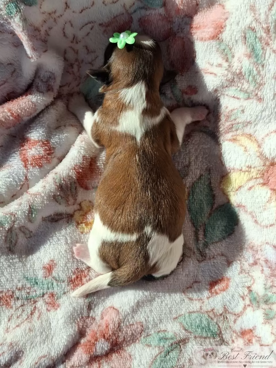 Filhote de Shih Tzu femea, pelagem tricolor 0002