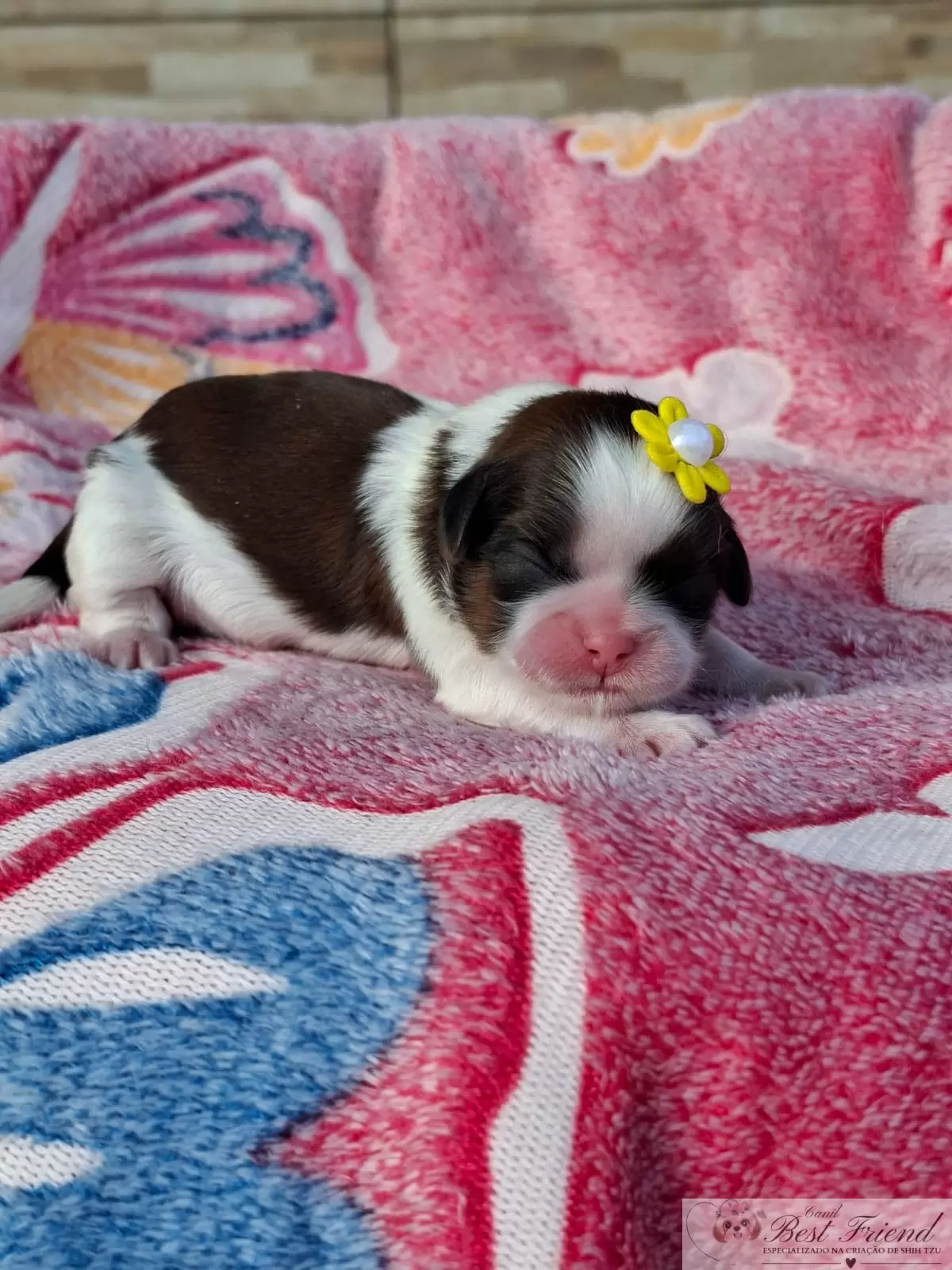 Filhote de Shih Tzu femea, pelagem tricolor. 0002