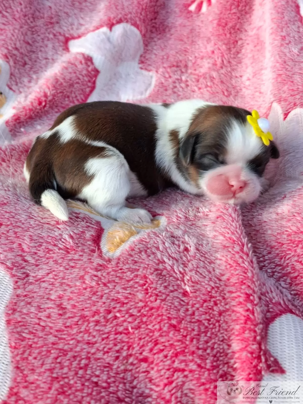 Filhote de Shih Tzu femea, pelagem tricolor. 0002