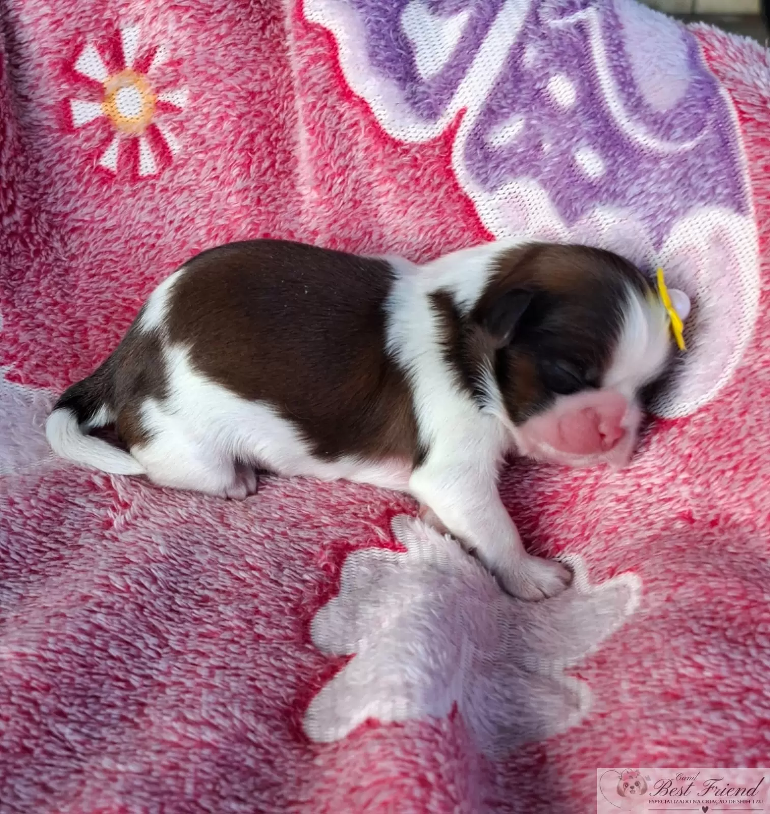 Filhote de Shih Tzu femea, pelagem tricolor. 0002