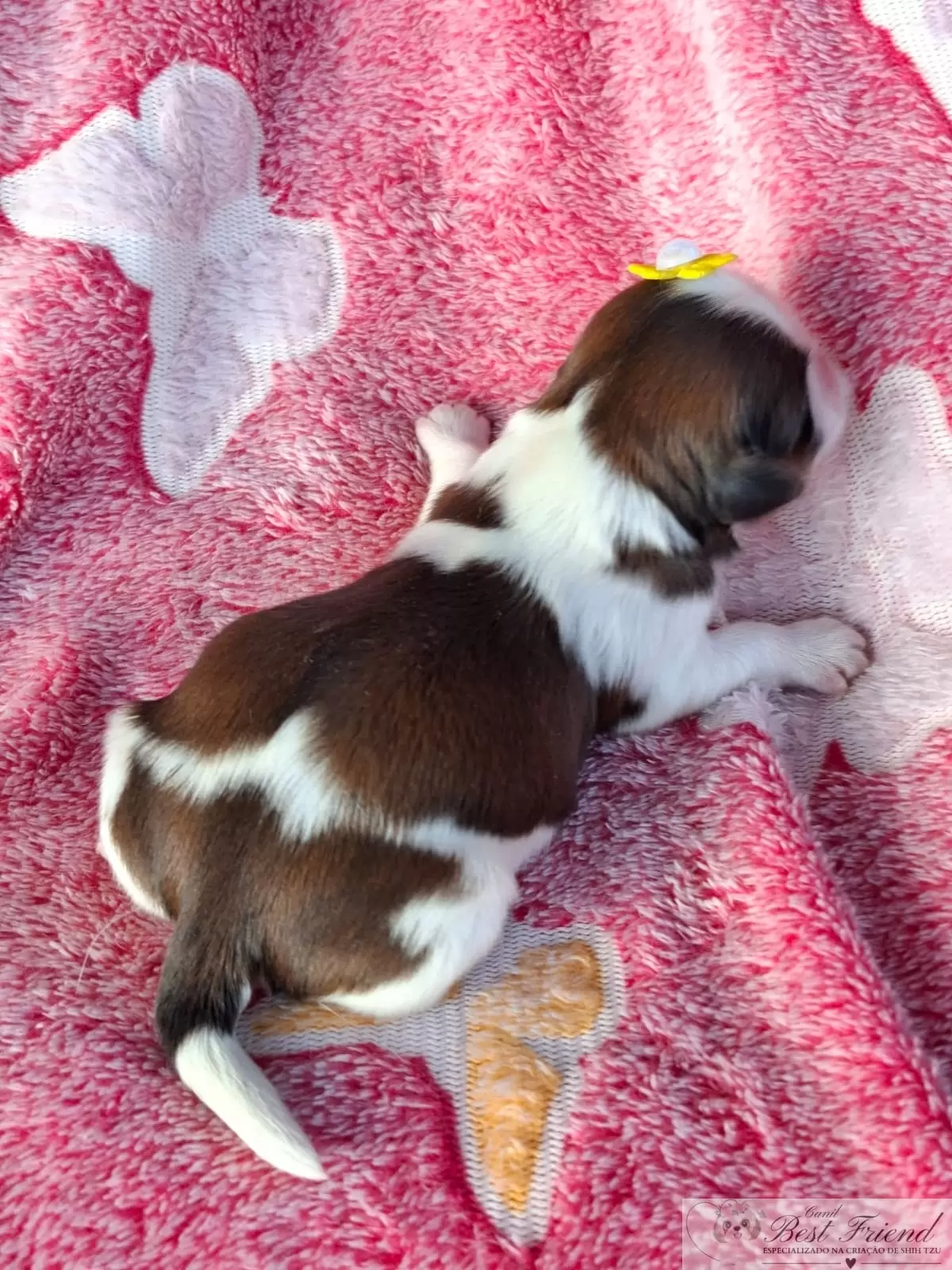 Filhote de Shih Tzu femea, pelagem tricolor. 0002