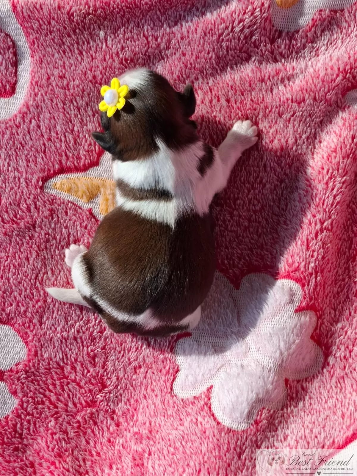 Filhote de Shih Tzu femea, pelagem tricolor. 0002