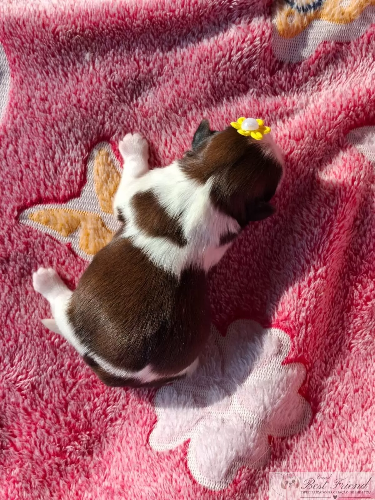 Filhote de Shih Tzu femea, pelagem tricolor. 0002