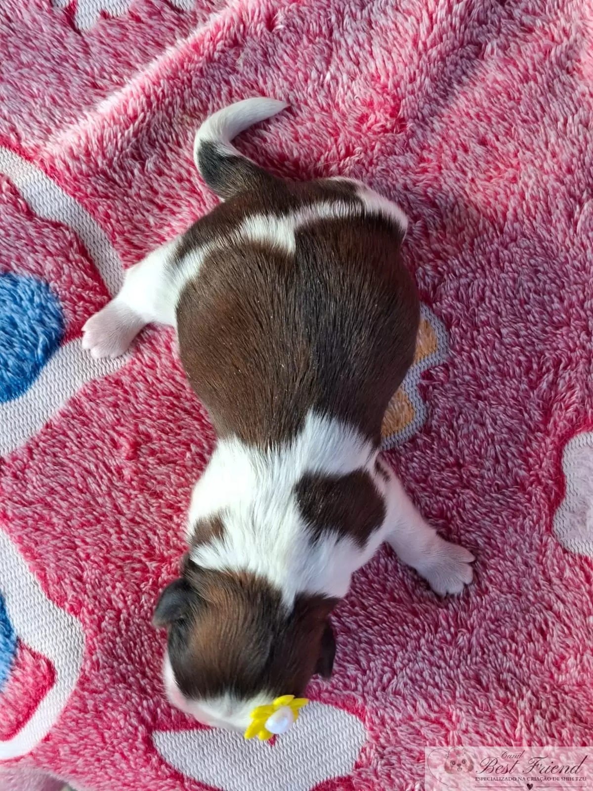 Filhote de Shih Tzu femea, pelagem tricolor. 0002