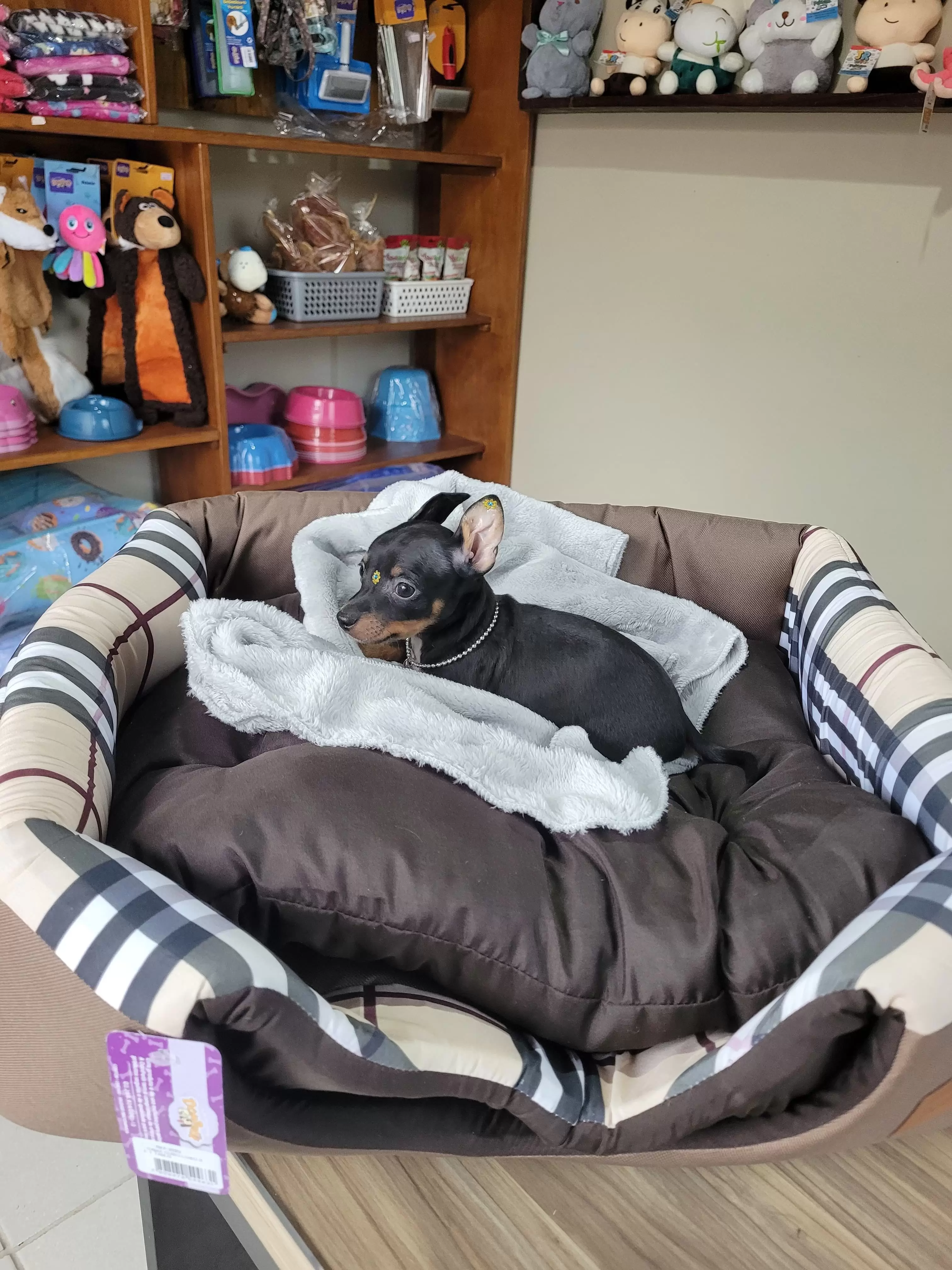 Pinscher Miniatura Disponível