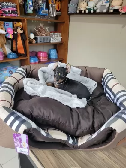 Pinscher Miniatura Disponível