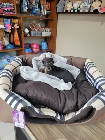 Pinscher Miniatura Disponível