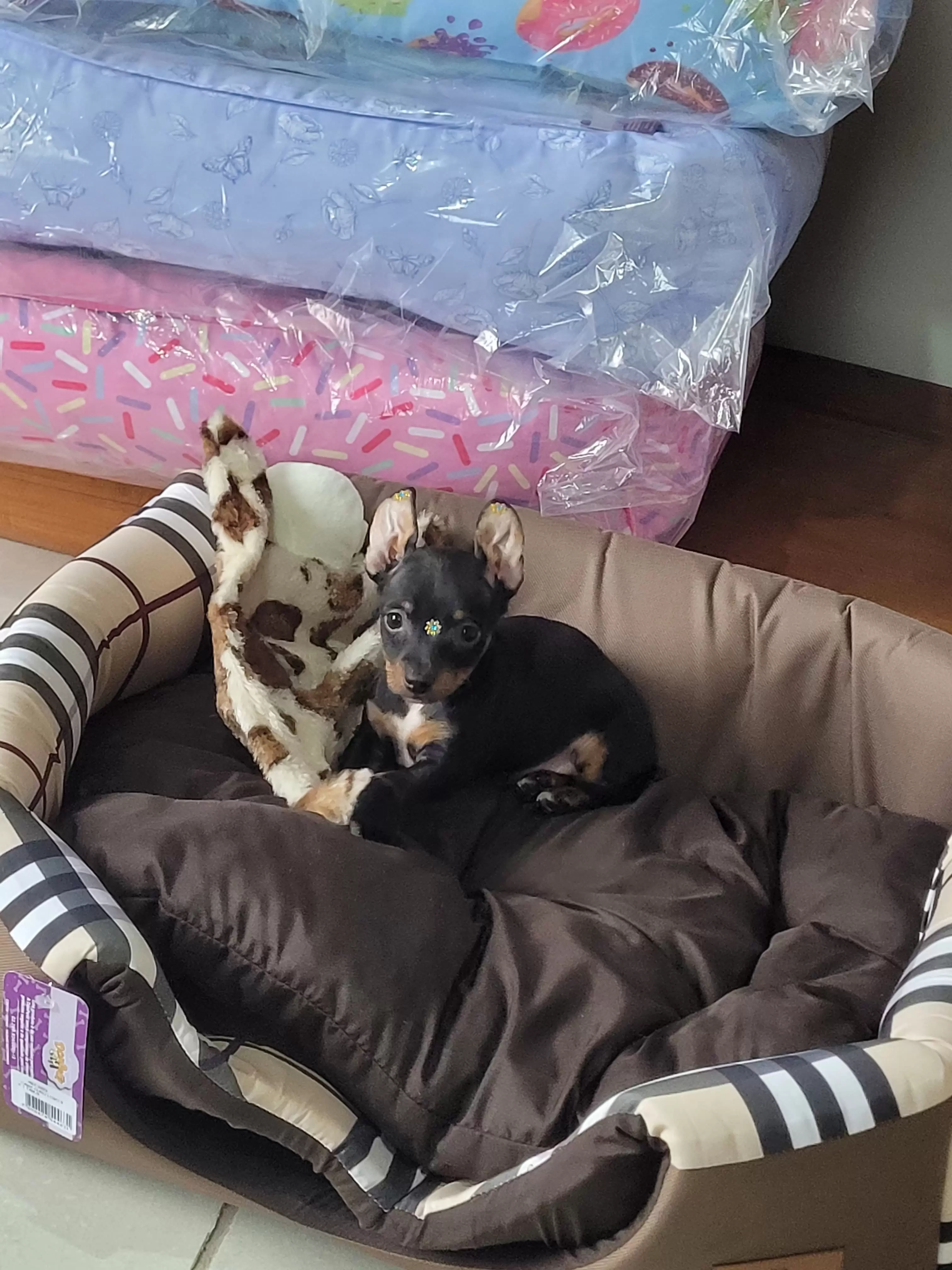 Pinscher Miniatura Disponível