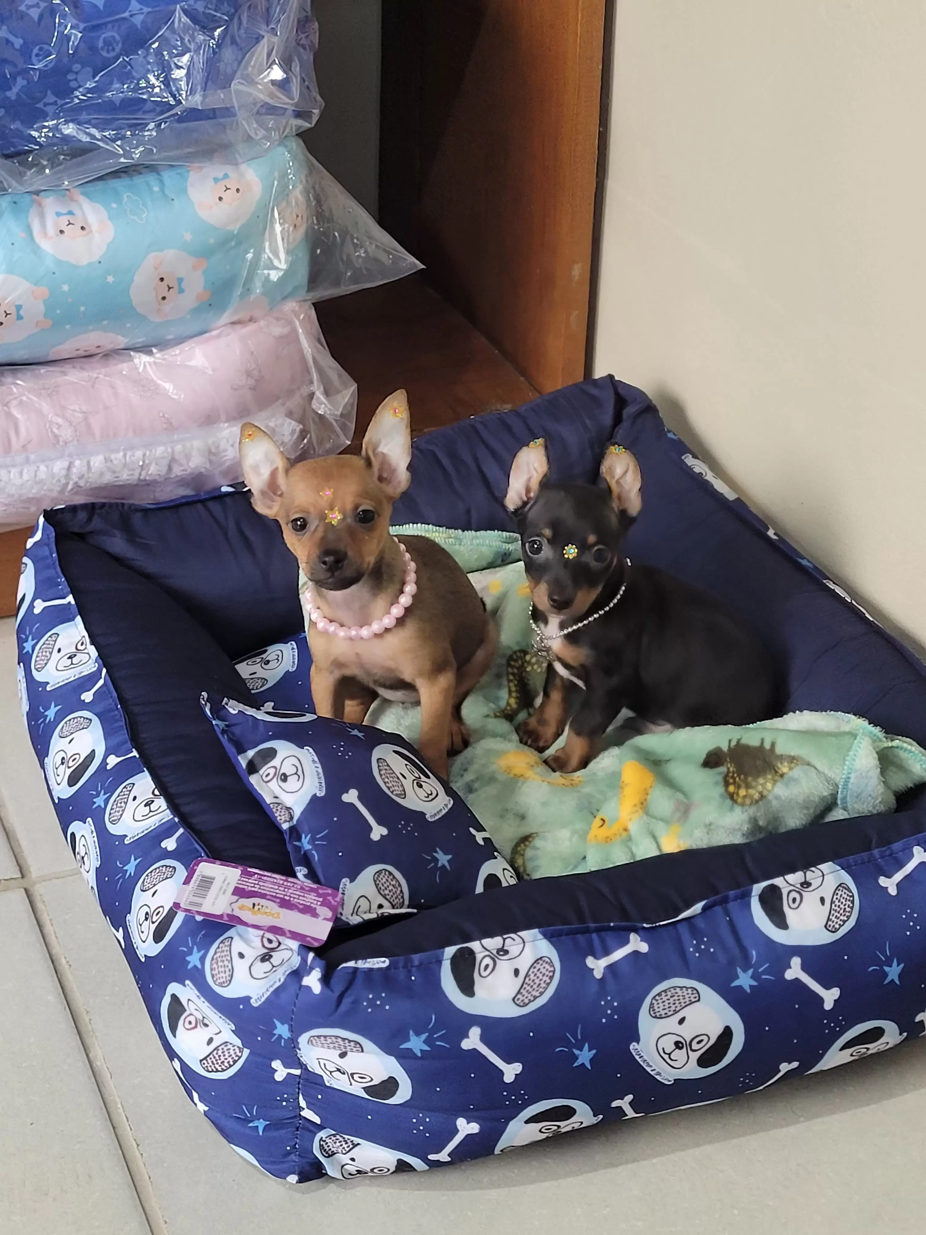 Pinschers Disponíveis