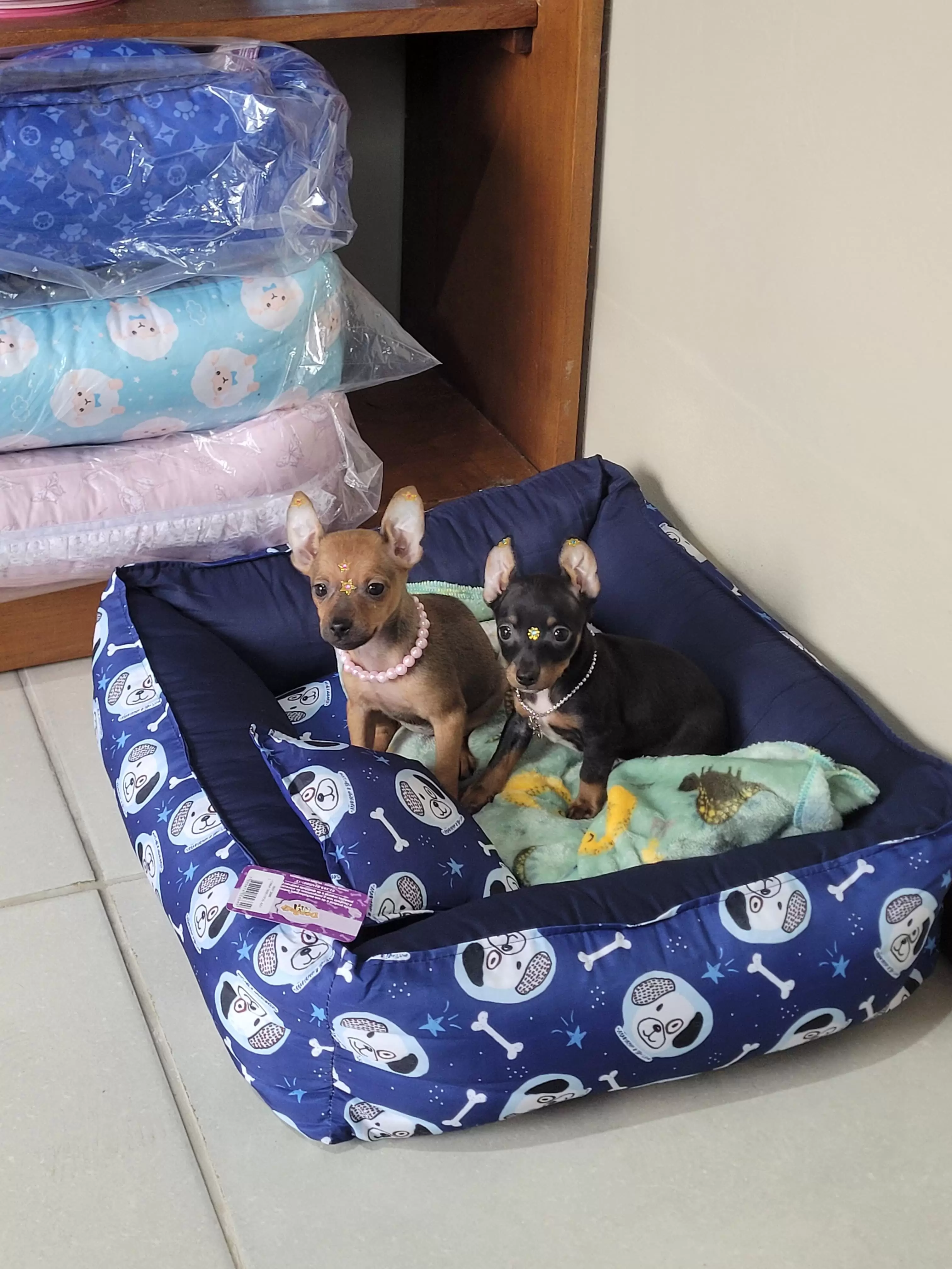 Pinschers Disponíveis