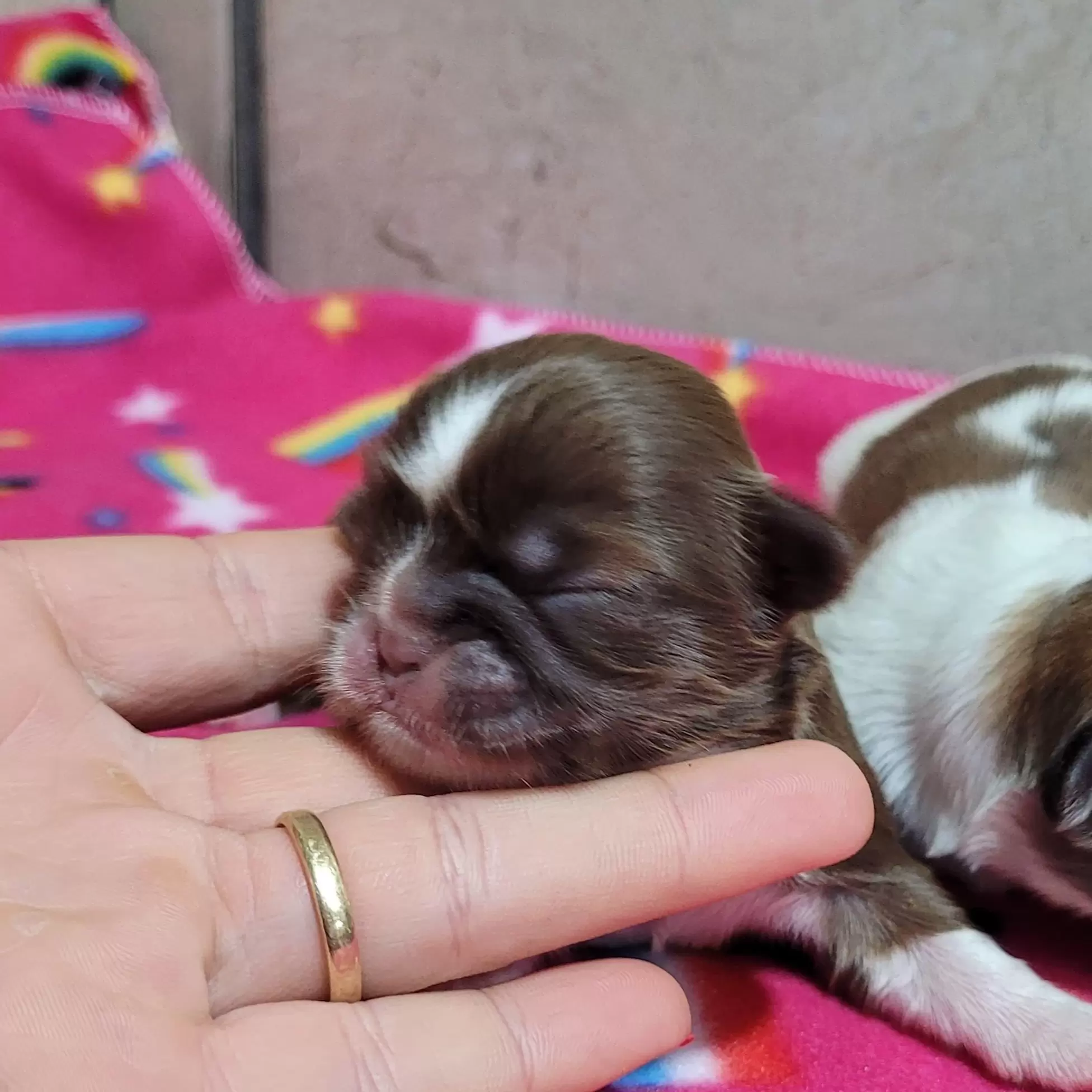 Shihtzu Fêmea