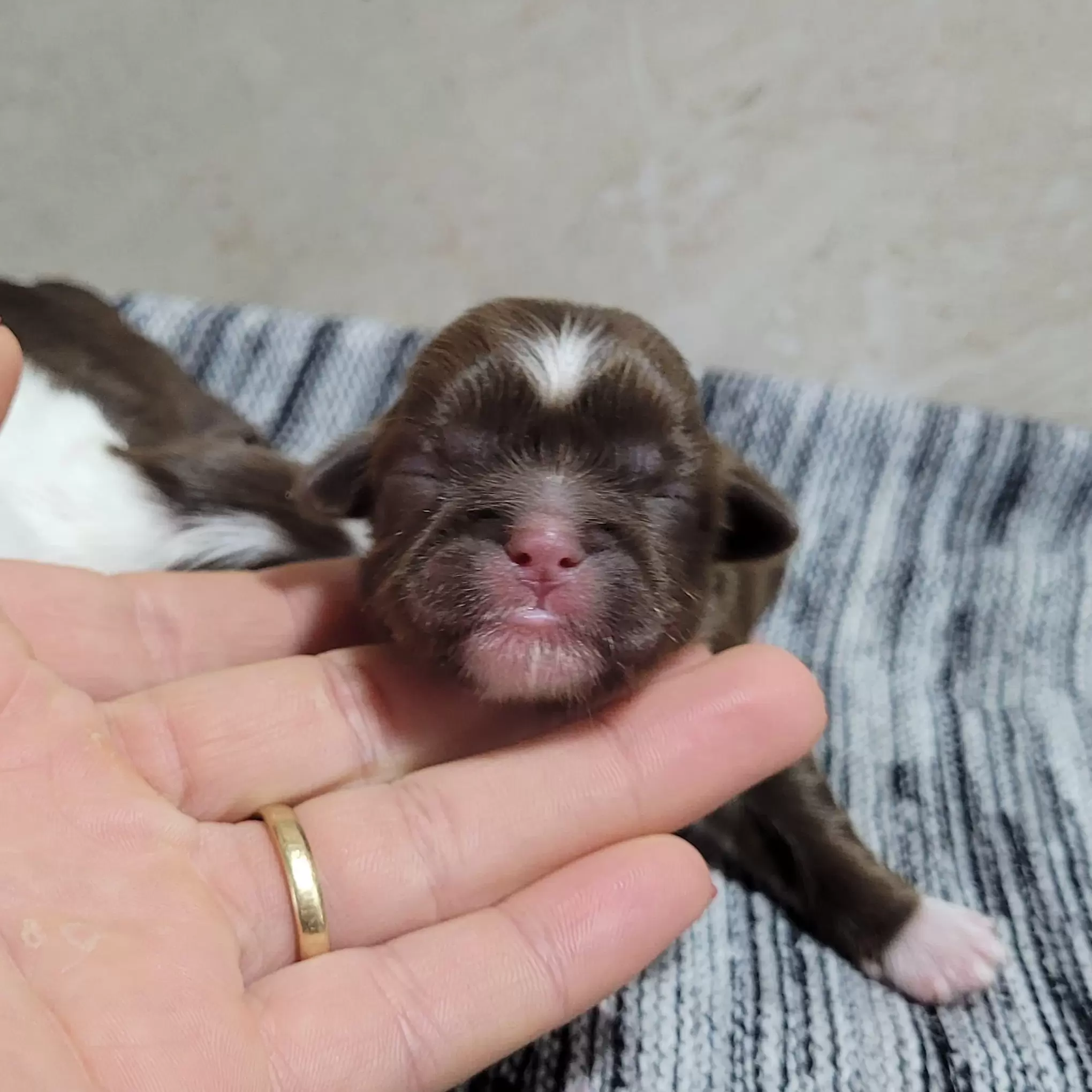 Shihtzu Macho