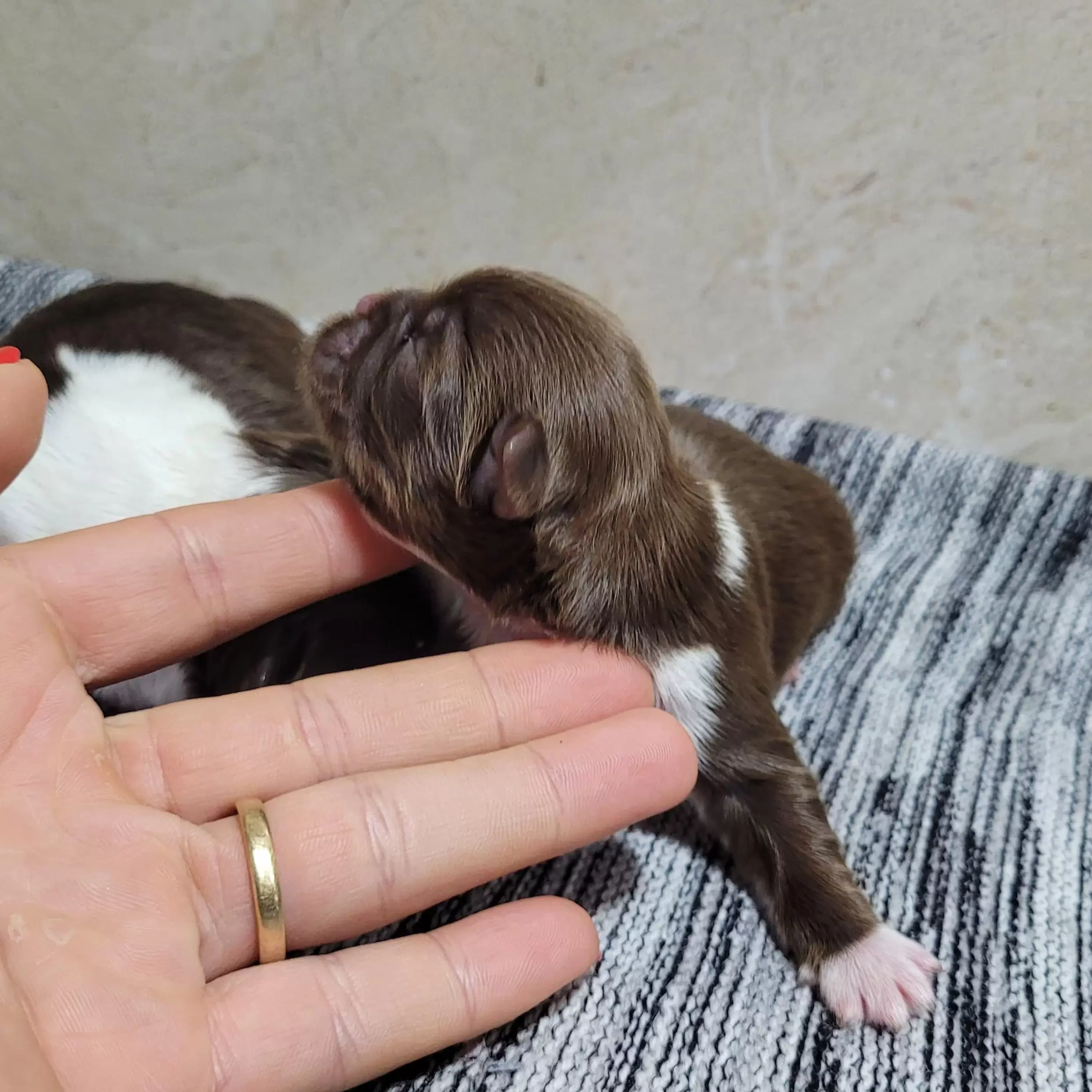 Shihtzu Macho