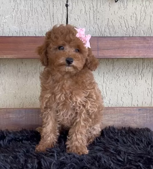 Poodle red Maria Flor