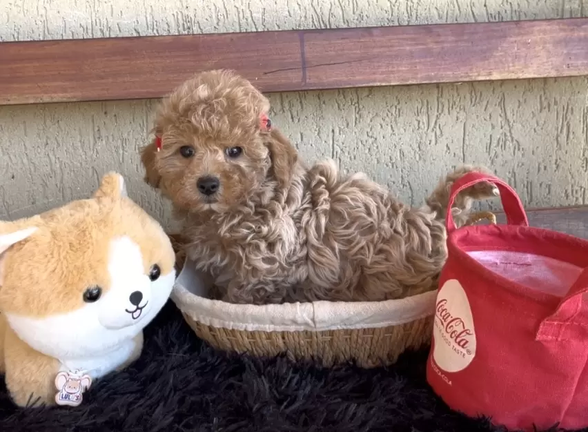 Poodle abricot Baby