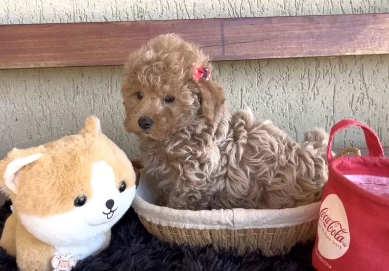 Poodle abricot Baby