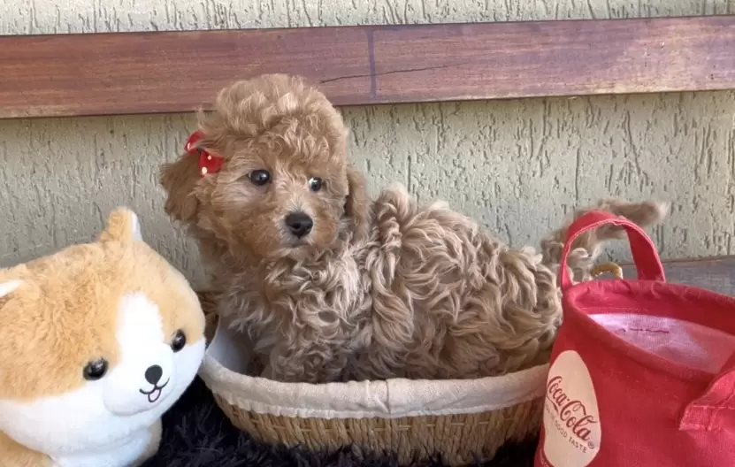 Poodle abricot Baby