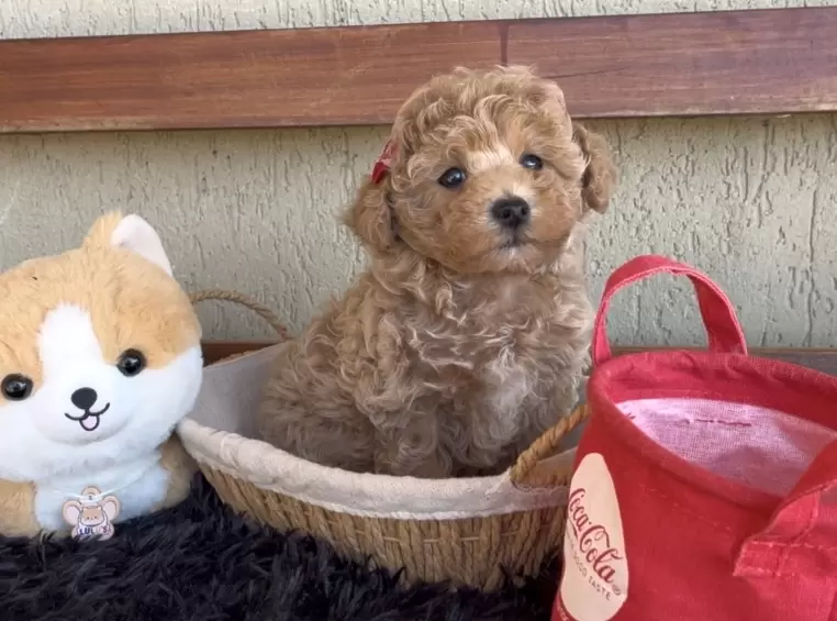 Poodle abricot Bella