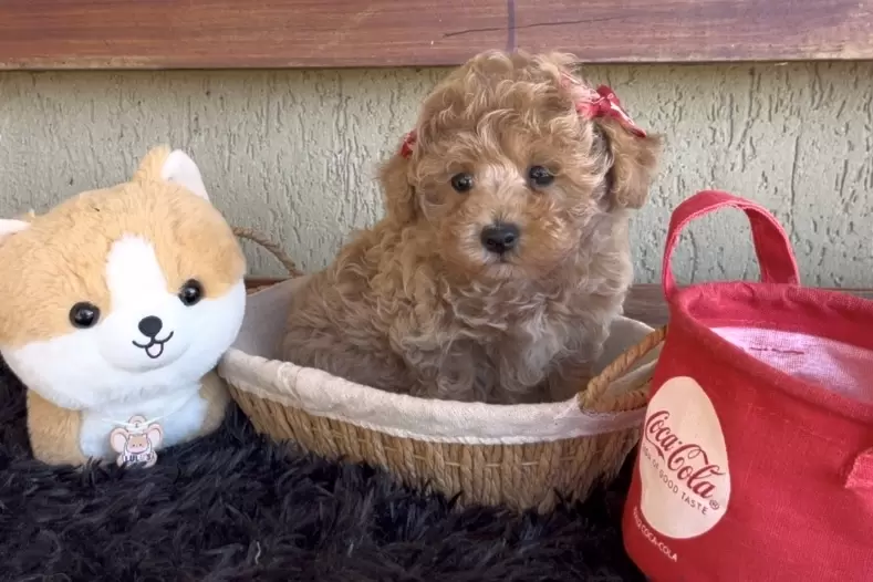Poodle abricot Bella