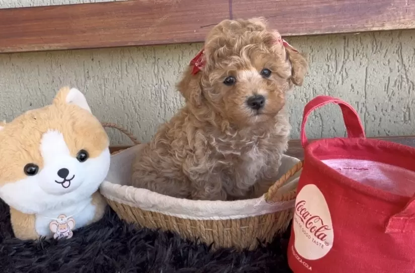 Poodle abricot Bella