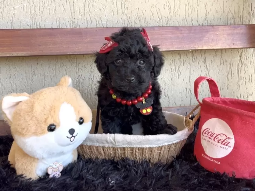 Poodle preta Nicolly 