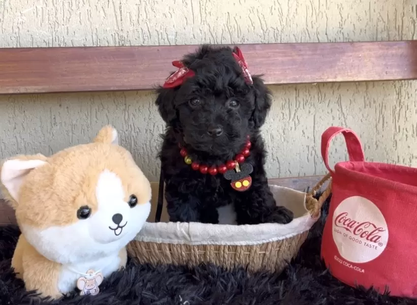 Poodle preta Nicolly 