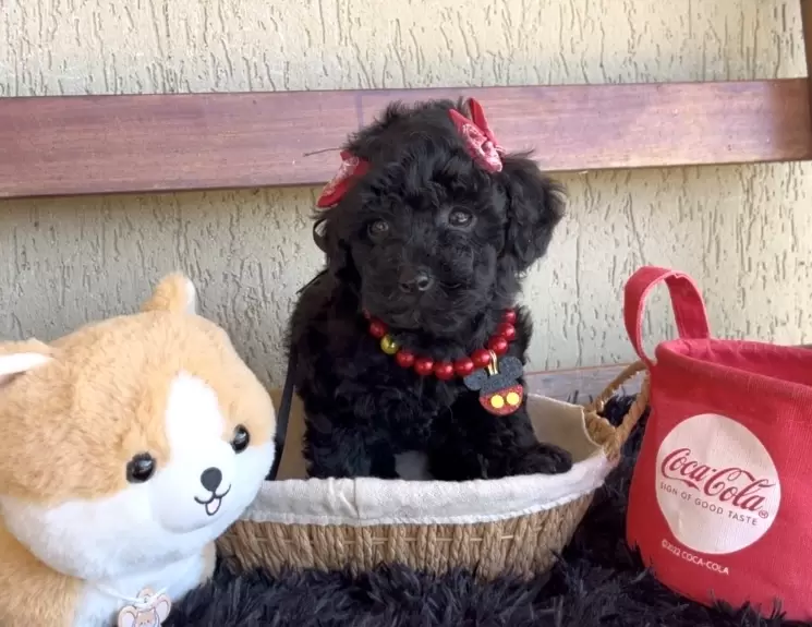 Poodle preta Nicolly 