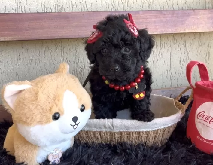 Poodle preta Nicolly 