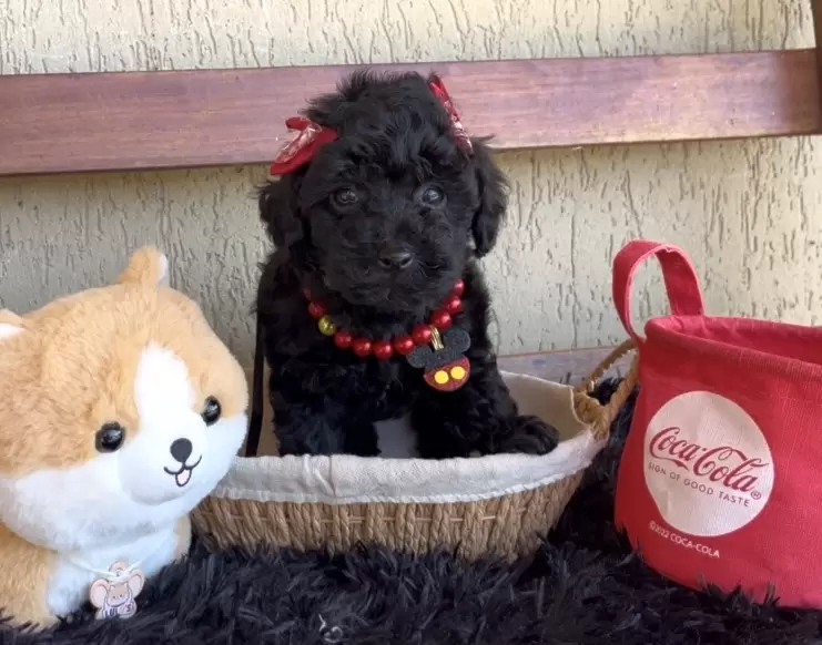 Poodle preta Nicolly 