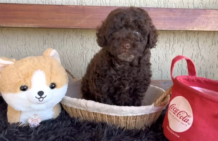 Poodle macho chocolate Nicolas 