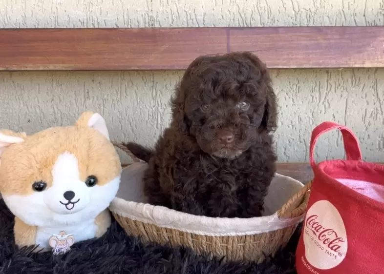 Poodle macho chocolate Nicolas 