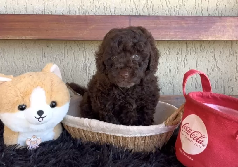 Poodle macho chocolate Nicolas 