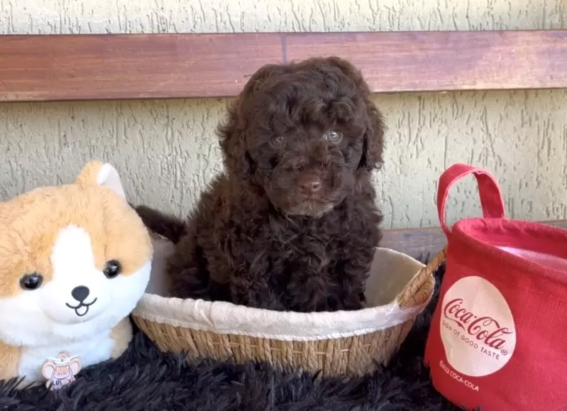 Poodle macho chocolate Nicolas 