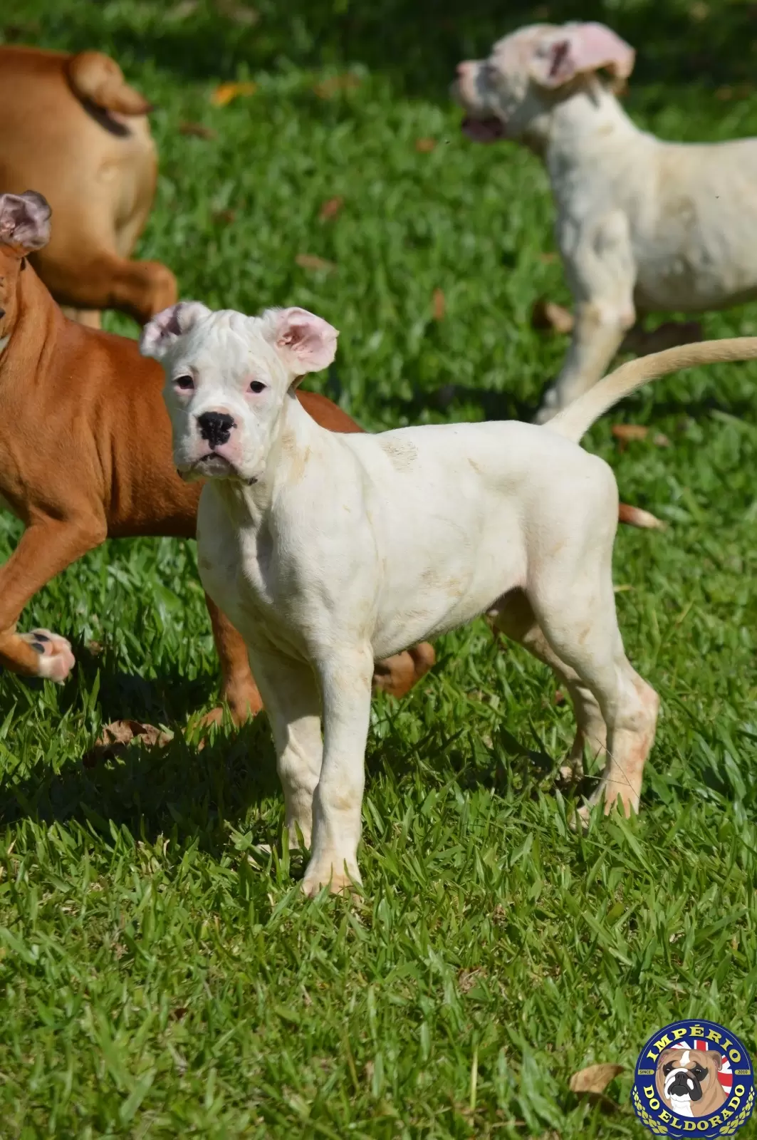 Boxer macho branco