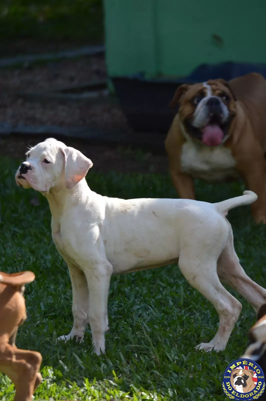 Boxer macho branco