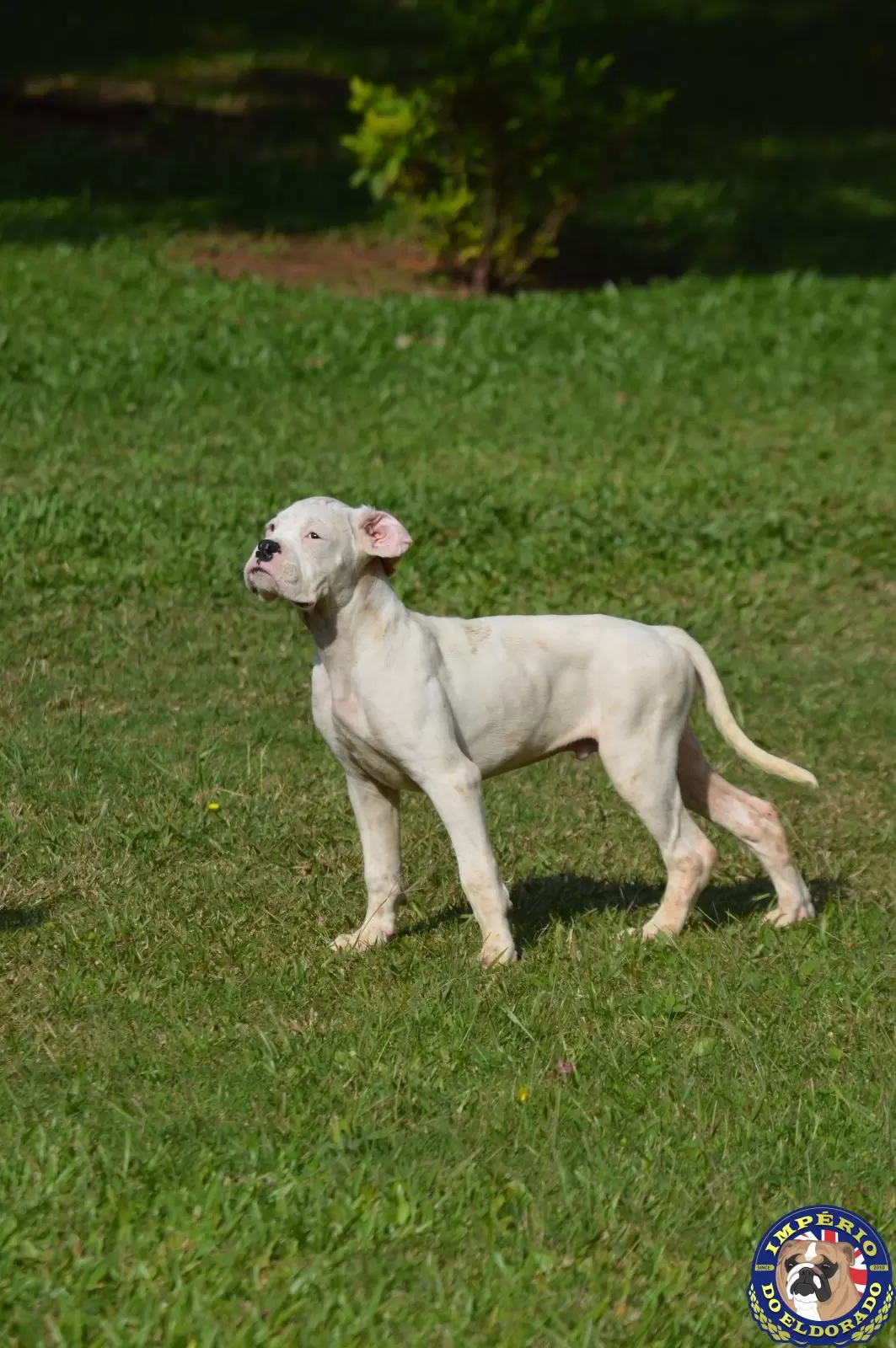 Boxer macho branco