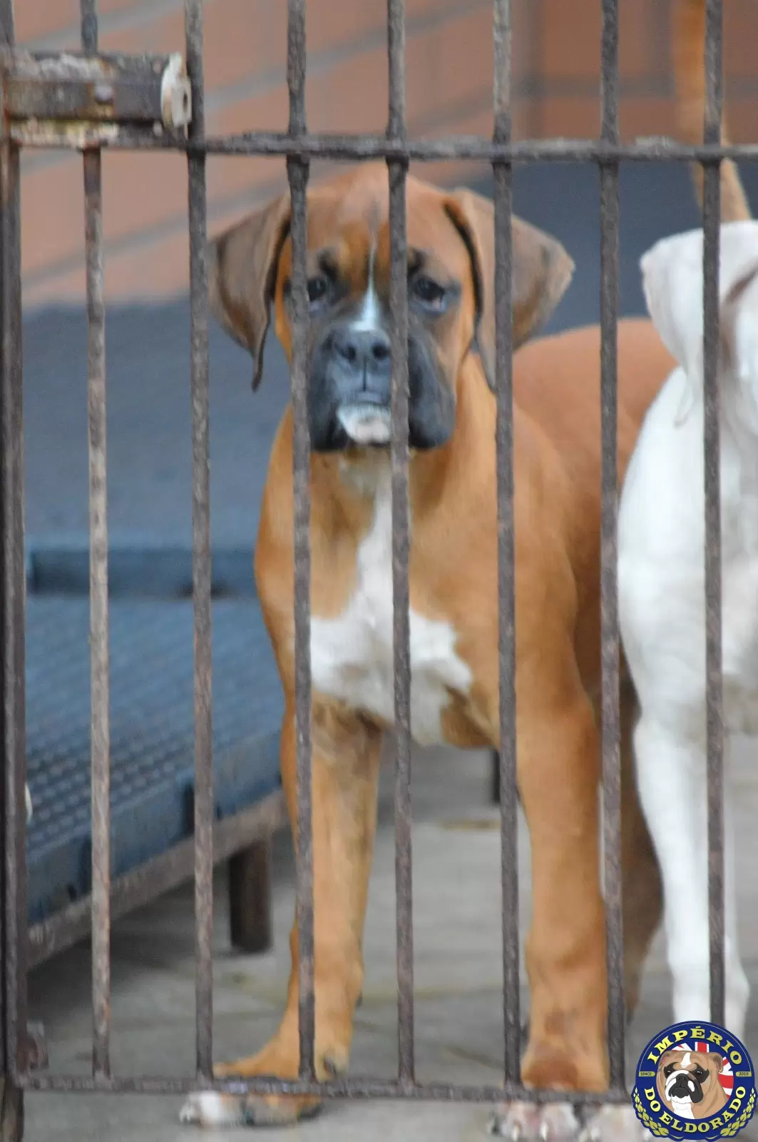 Boxer macho vermelho máscara preta