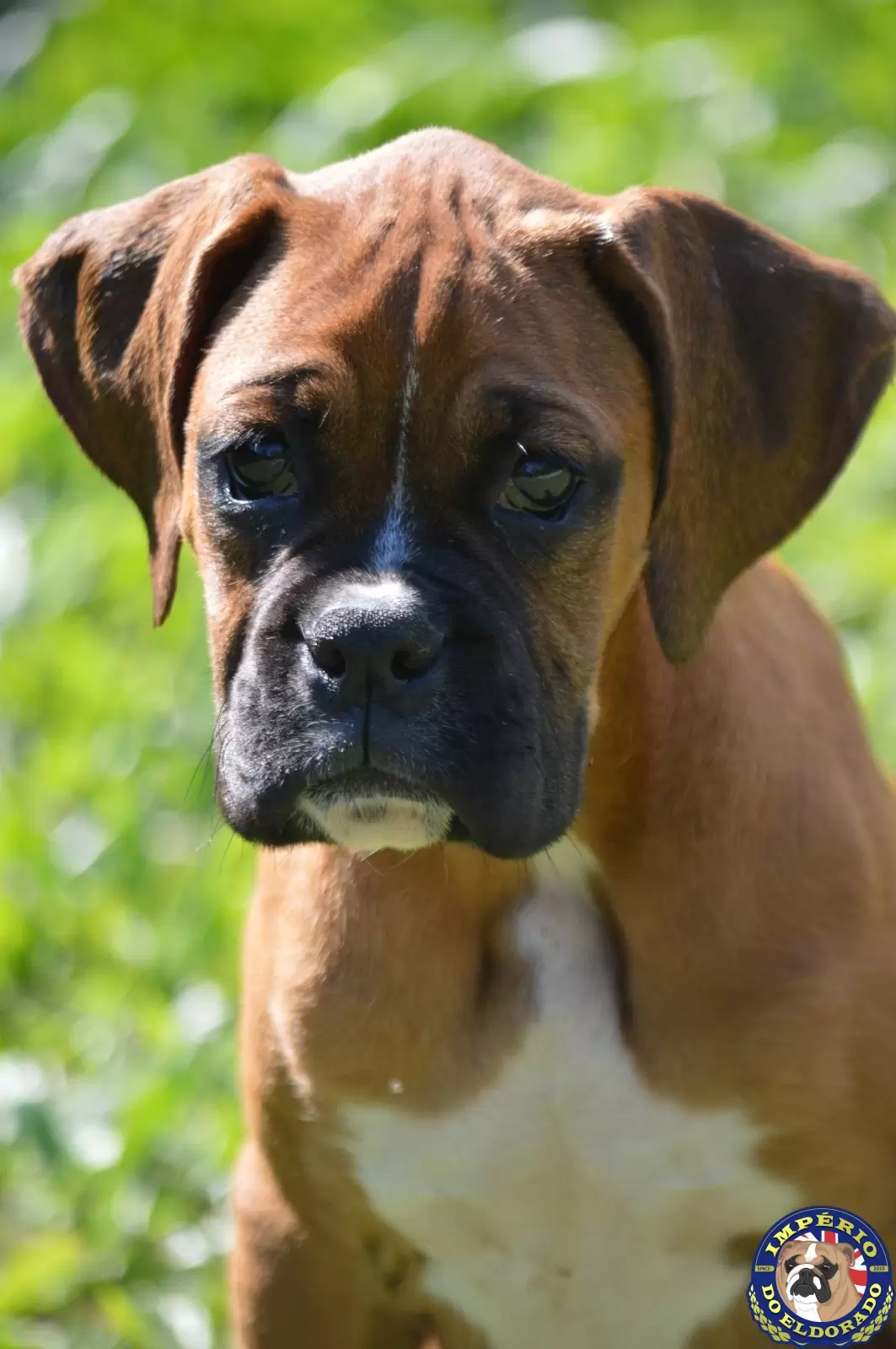 Boxer macho vermelho máscara preta