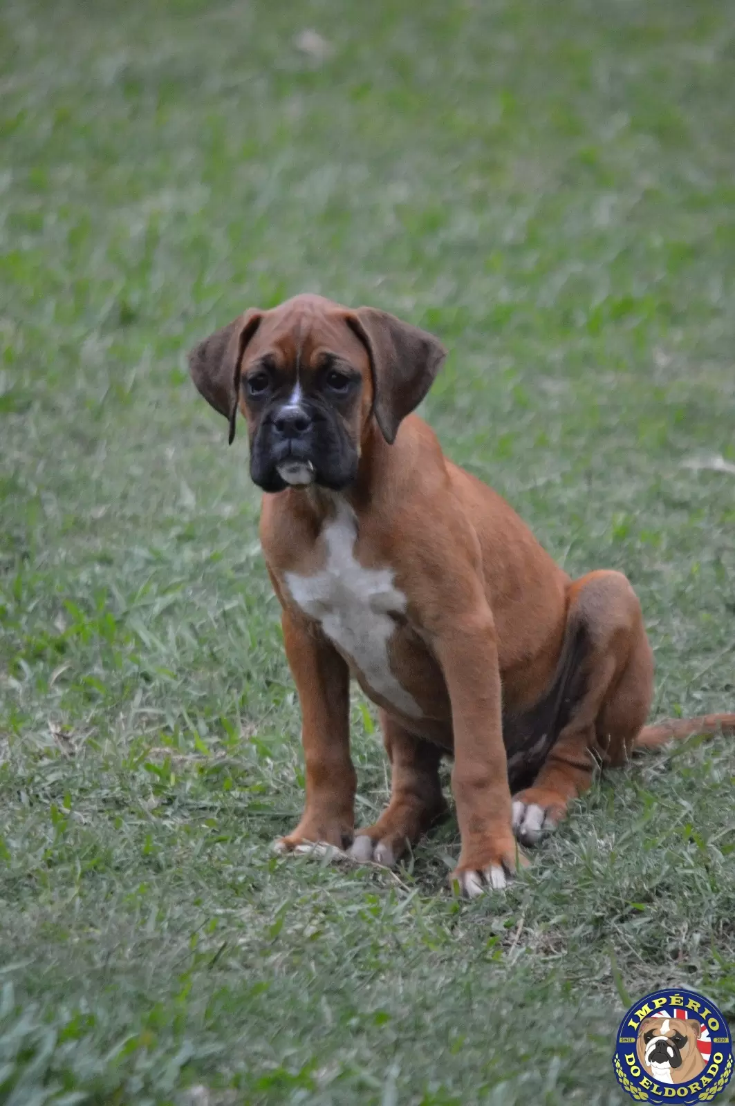 Boxer macho vermelho máscara preta