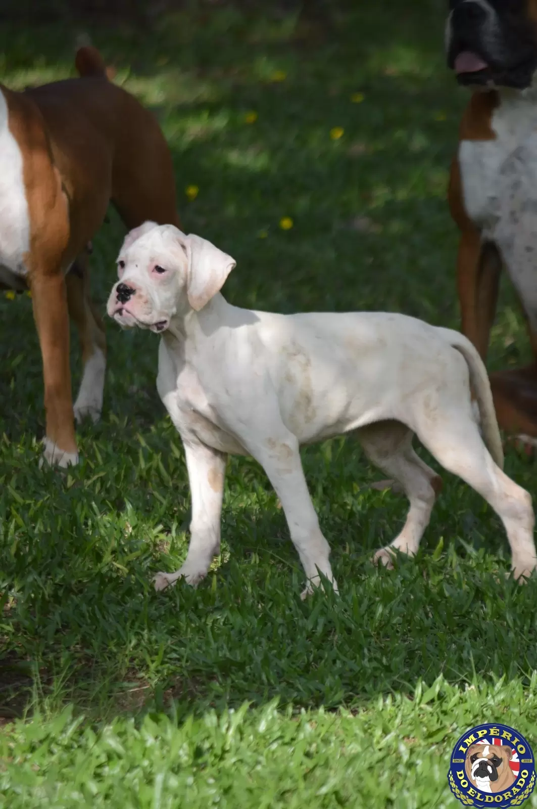 Boxer fêmea branca 