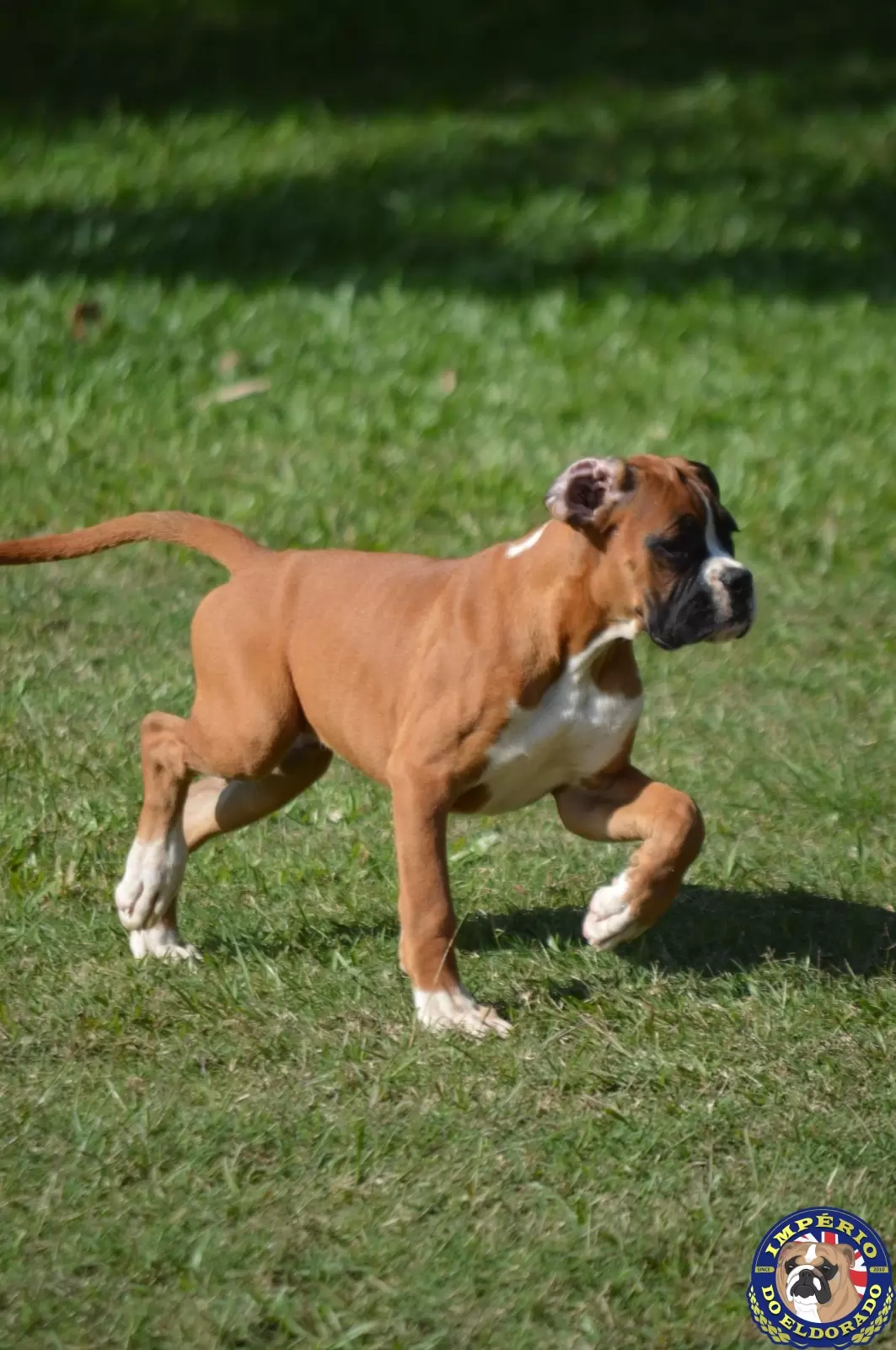 Boxer fêmea vermelho e branco 