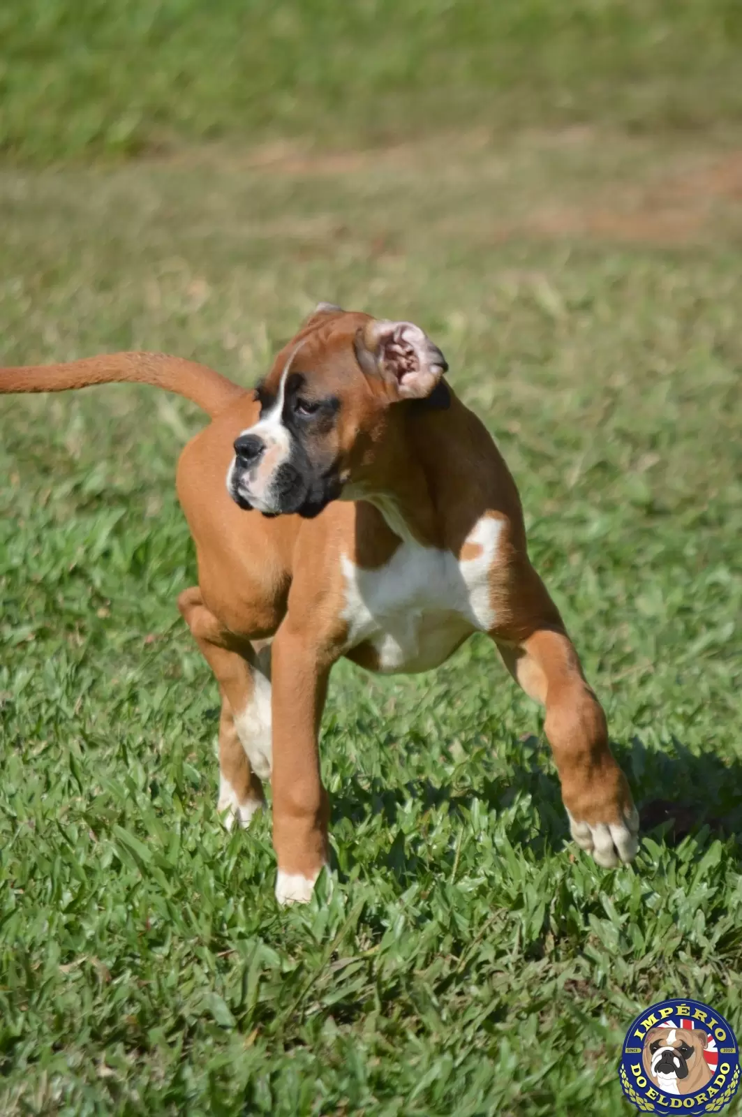 Boxer fêmea vermelho e branco 