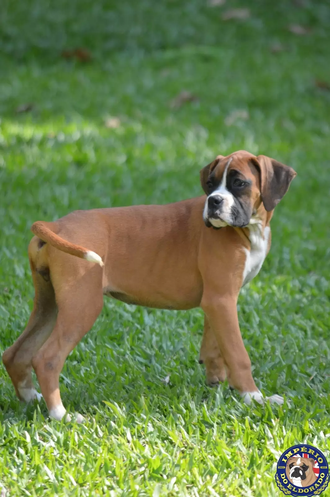 Boxer fêmea vermelho e branco 