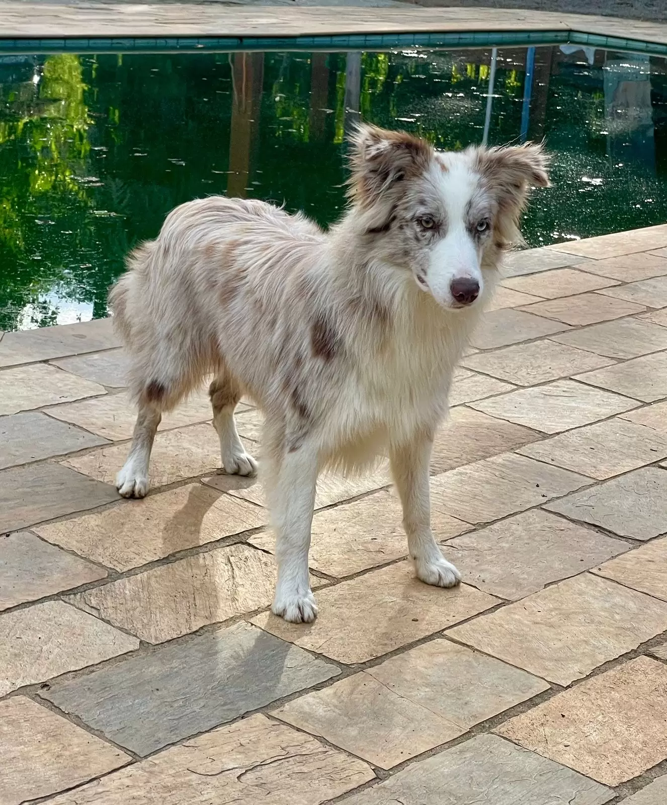 Savannah 