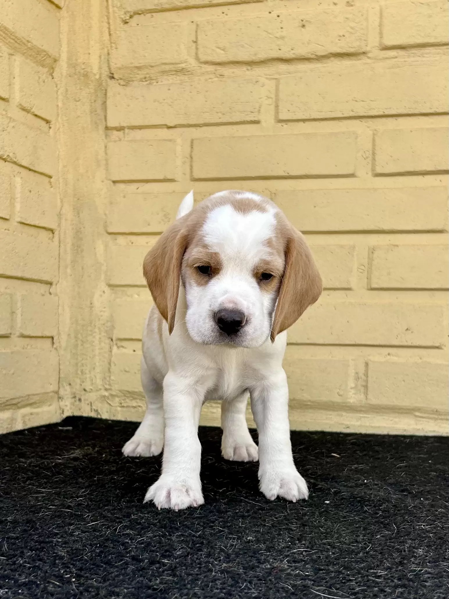 Simba Banrrove
