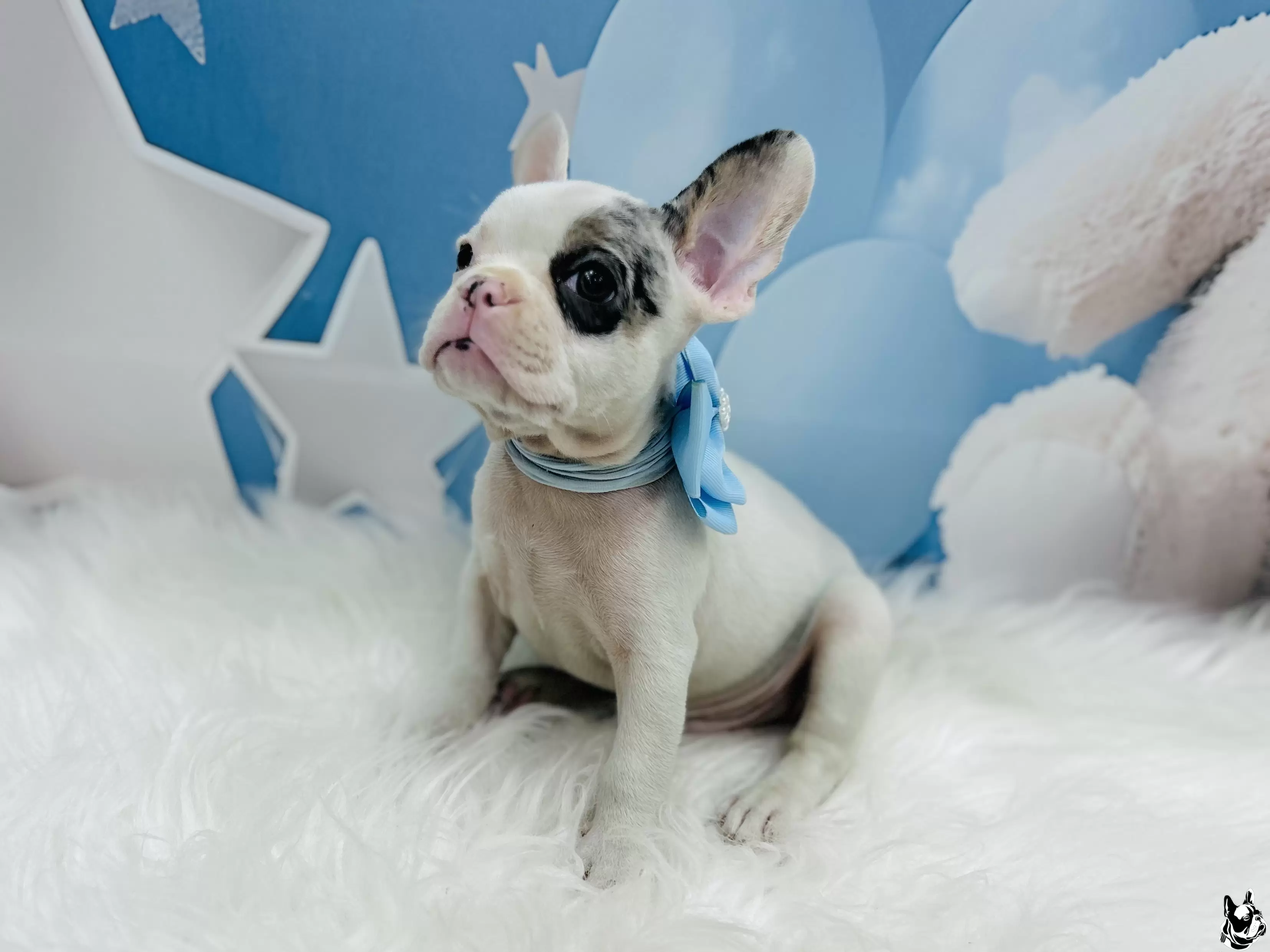 Macho Merle 