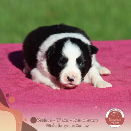 Macho 3 - Lyna x Hermes