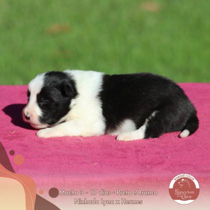Macho 3 - Lyna x Hermes