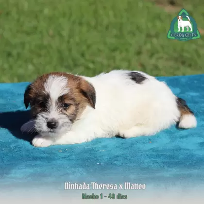 COROA CELTA JRT YVAN
