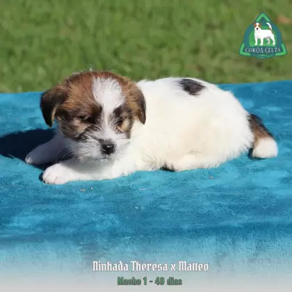 COROA CELTA JRT YVAN